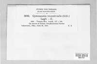 Gymnoconia interstitialis image